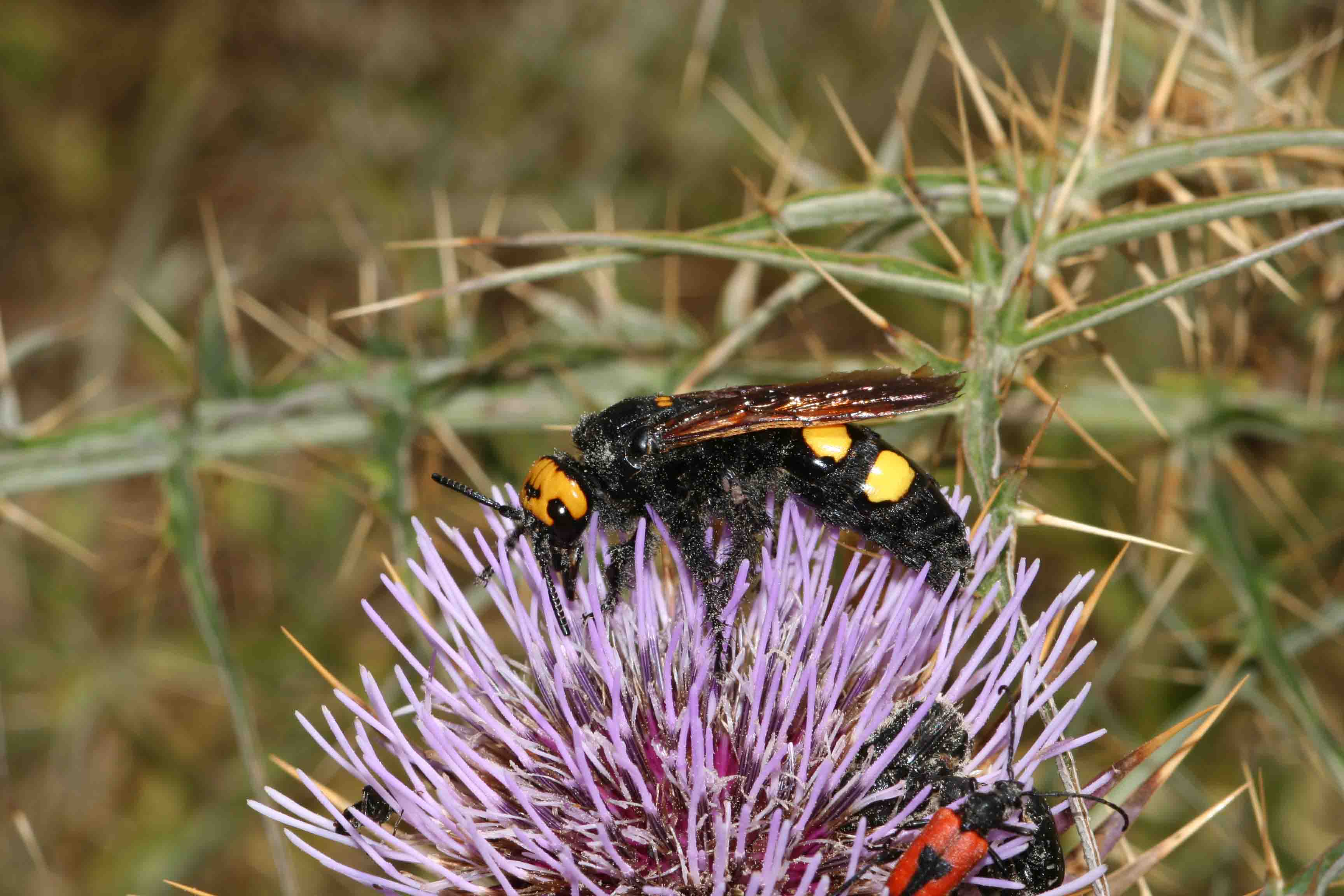 Scolia flavifrons e Scolia hirta (Hymenoptera)